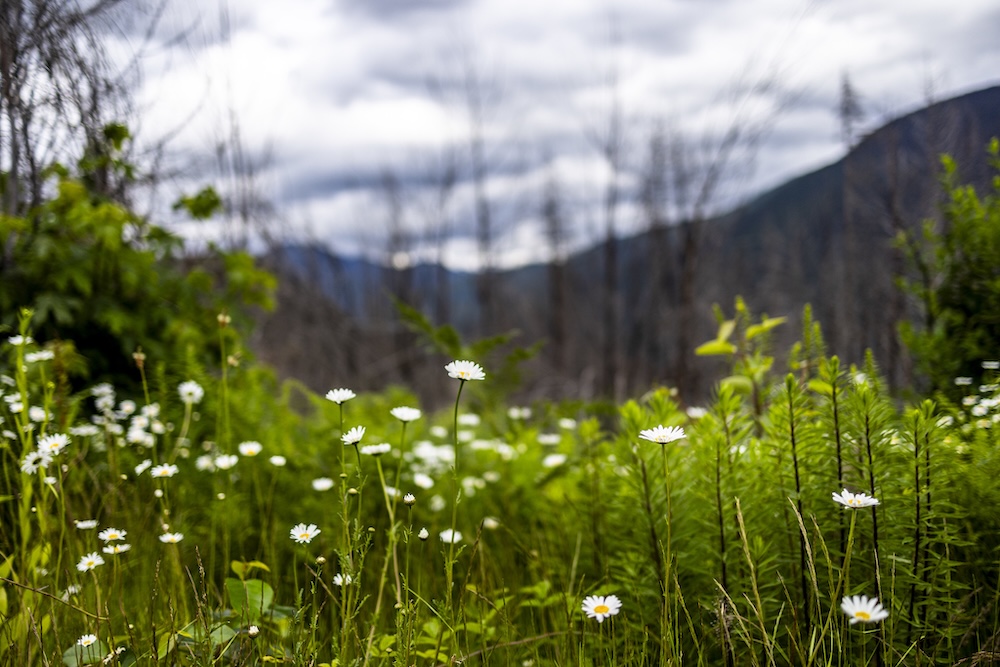 Field of wild flowers