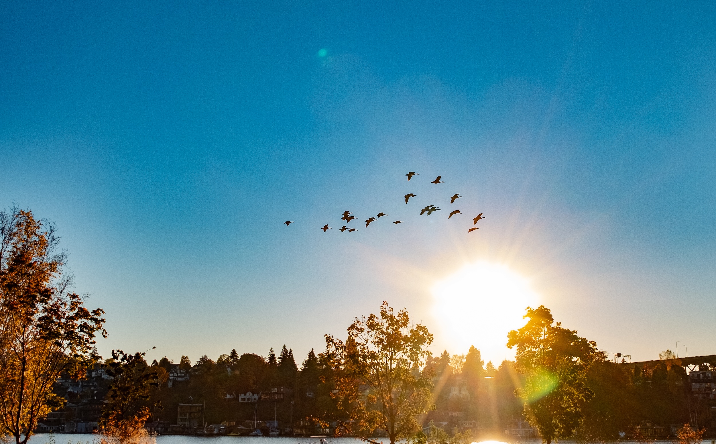 autumn sky, with a sunset and birds flying