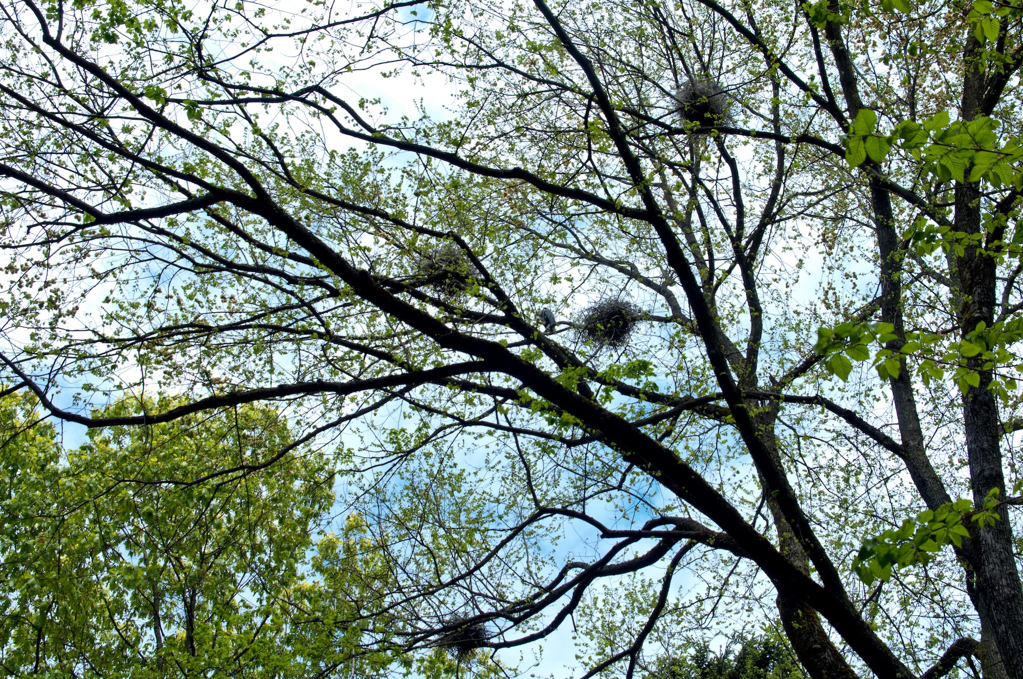 Birdnests up in a tree in Sylvan Grove