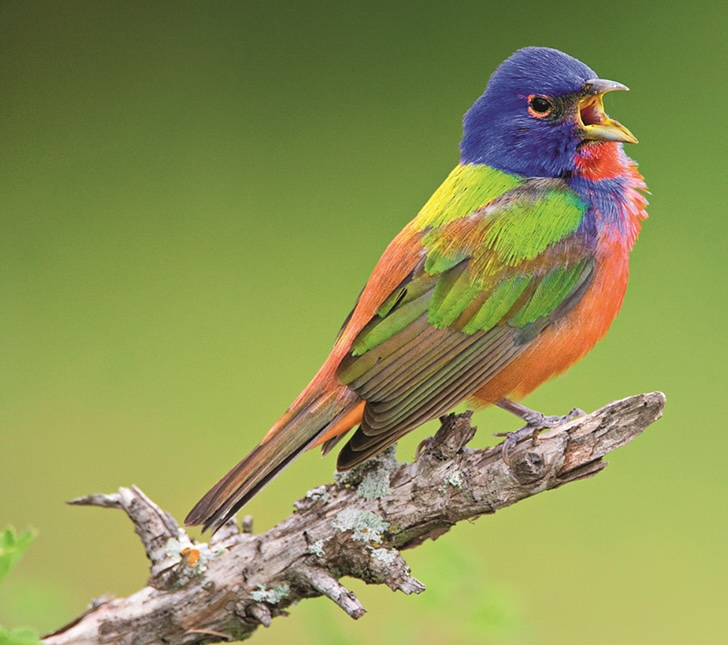 Bird sitting on a branch singing 