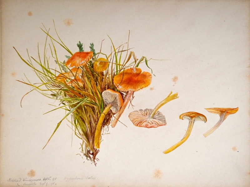 Image of mushrooms and grass in a bouquet 